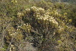 Photo taken at Fort Ord © 2007 Dylan Neubauer. 